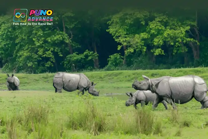 Kaziranga National Park