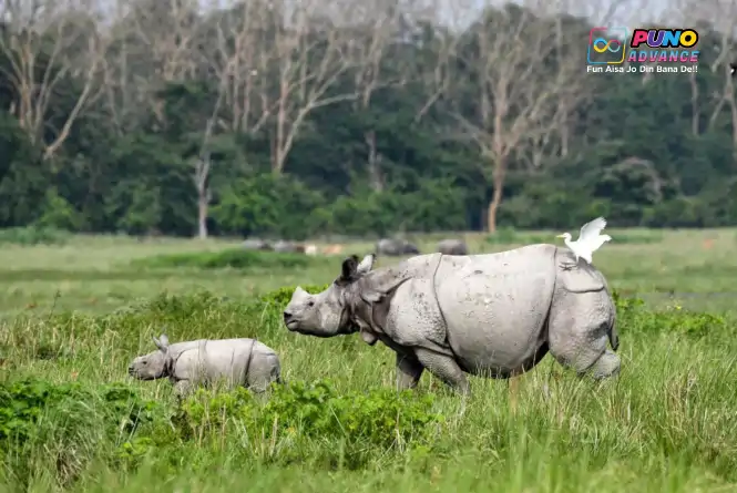 Pobitora Wildlife Sanctuary