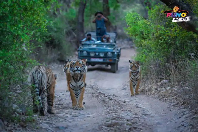 Ranthambore National